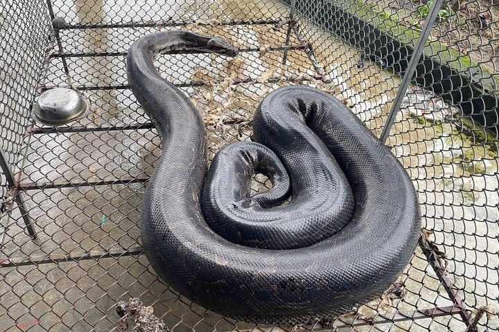 Three rare pythons found in Ha Tinh gardens - 1 Three rare pythons found in Ha Tinh gardens - 1
