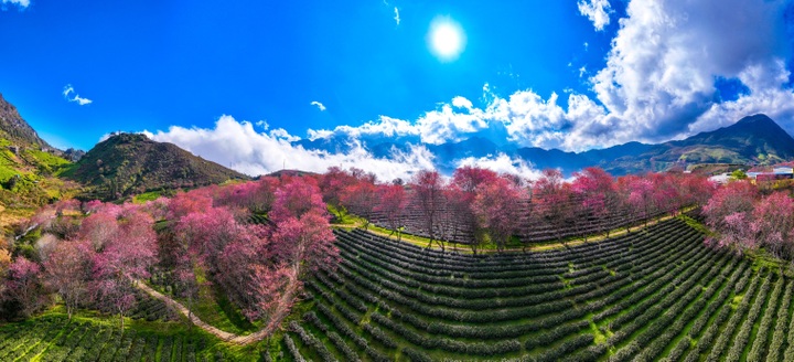 Sapa’s final cherry blossom season leaves tourists regretful - 3 Sapa’s final cherry blossom season leaves tourists regretful - 3