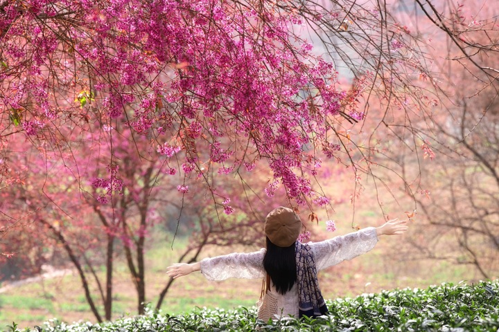 Sapa’s final cherry blossom season leaves tourists regretful - 4 Sapa’s final cherry blossom season leaves tourists regretful - 4