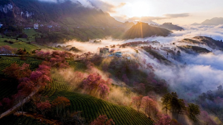 Sapa’s final cherry blossom season leaves tourists regretful - 2 Sapa’s final cherry blossom season leaves tourists regretful - 2