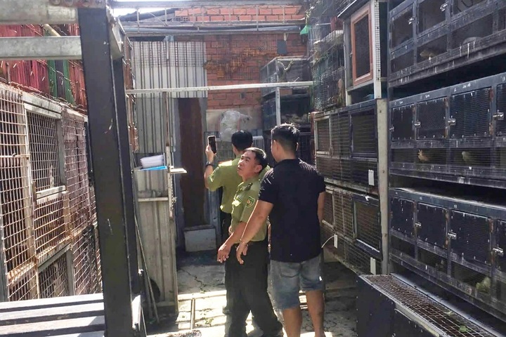 75 South American iguanas illegally kept in Ho Chi Minh City - 1