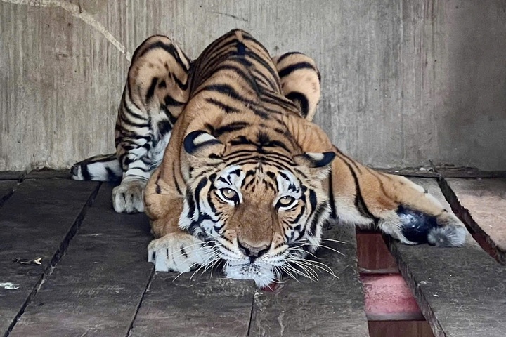 Police inspect HCM City facility keeping tigers and leopards - 2