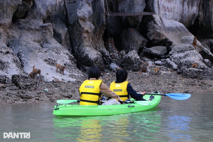 Kayaking through Luon Cave reveals tranquil side of Ha Long Bay - 7