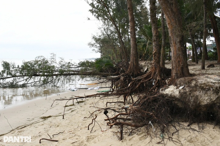 Storm and flood-tide surges ravage Quang Ngai beach - 2