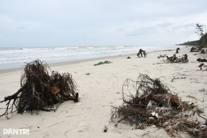 Storm and flood-tide surges ravage Quang Ngai beach - 3