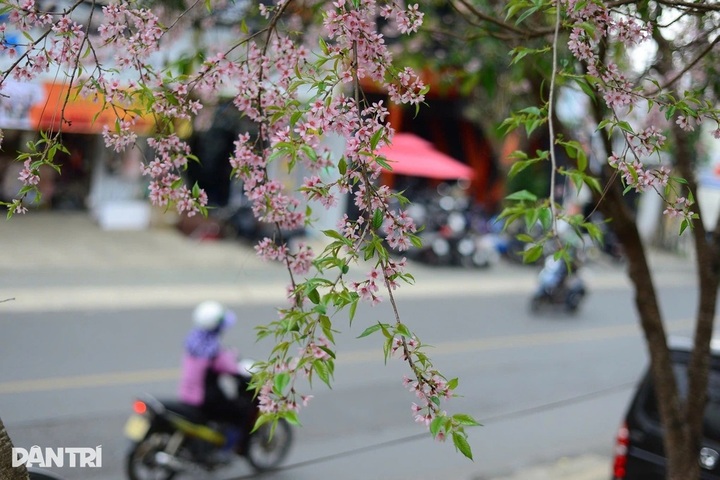 Dalat to host month-long cherry blossom festival - 1