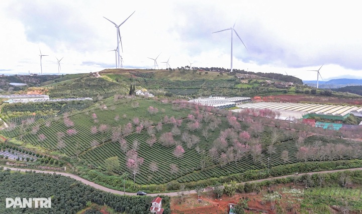 Cherry blossoms bloom in Dalat, drawing crowds of visitors - 1