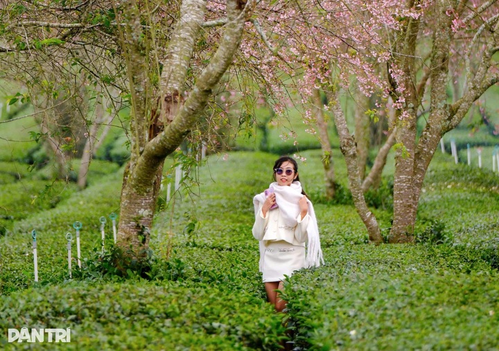 Cherry blossoms bloom in Dalat, drawing crowds of visitors - 3