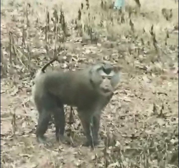 Wild monkey attacks residents in Son La, three injured - 1 Wild monkey attacks residents in Son La, three injured - 1