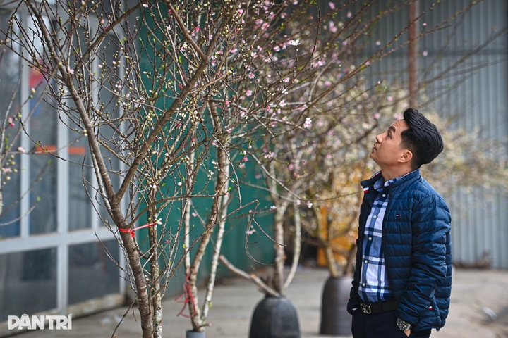 Early-blooming peach blossoms signal early Tet in Hanoi - 10