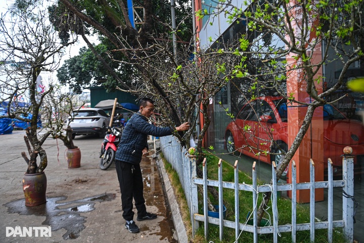 Early-blooming peach blossoms signal early Tet in Hanoi - 13
