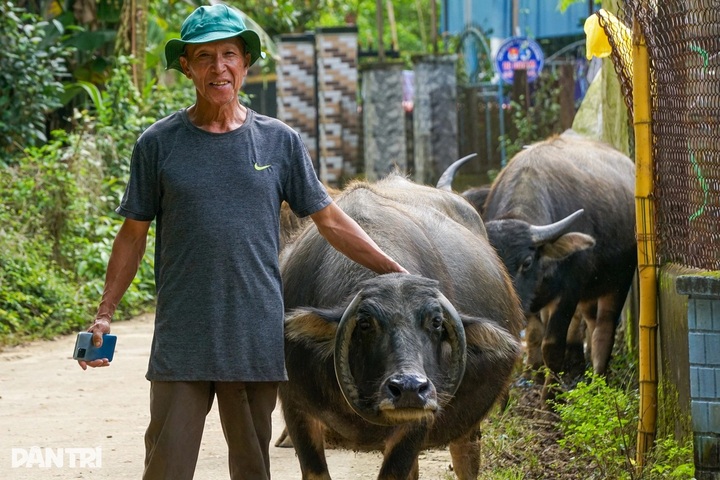 Rare buffalo with circular horns draws attention in Danang - 2