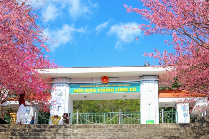 Cherry blossoms turn Ha Giang into a Japan-like winter escape - 3 Cherry blossoms turn Ha Giang into a Japan-like winter escape - 3