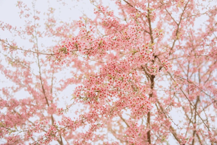 Cherry blossoms turn Ha Giang into a Japan-like winter escape - 4 Cherry blossoms turn Ha Giang into a Japan-like winter escape - 4