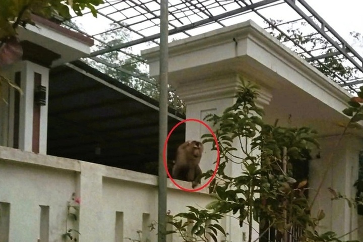 Pig-tailed macaque attacks woman after straying into residential area - 1 Pig-tailed macaque attacks woman after straying into residential area - 1