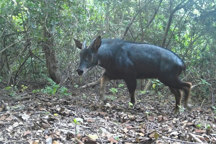 Rare endangered serow spotted in northern Vietnam forest - 1