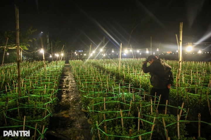 Danang farmers nurture flowers for Tet market - 2 Danang farmers nurture flowers for Tet market - 2