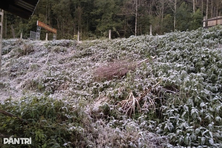 Frost hits western Nghe An as temperatures fall below zero - 2