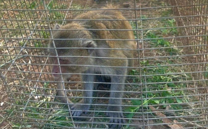 Lam Dong residents hand over long-tailed macaques to police - 1