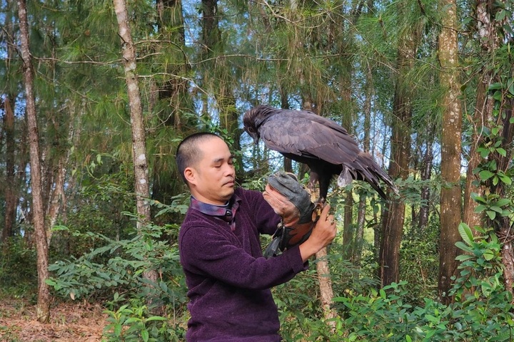Rare black eagle released in Hue - 1