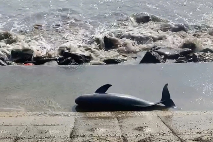 Whale carcass washes ashore in Quang Tri - 1