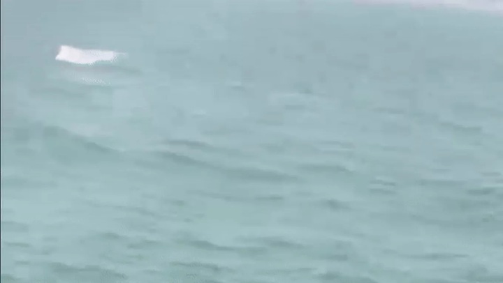 Pod of dolphins swims close to shore off Sam Son - 1