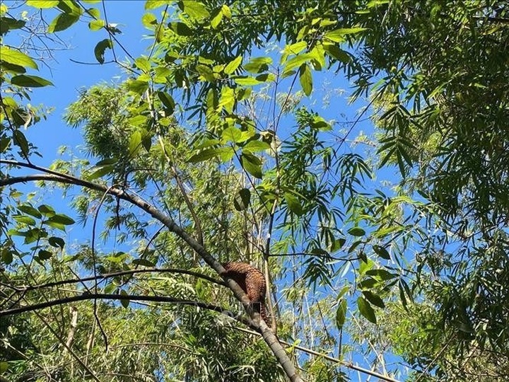 Eight rare animals released into the wild in Dong Nai Province - 1