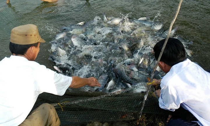 Vietnam, US launch USD 15.2 million tilapia development project - 1 Vietnam, US launch USD 15.2 million tilapia development project - 1