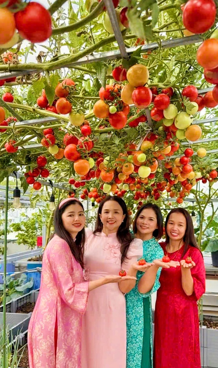 HCM City woman turns rooftop tomato garden into Tet photo spot - 2