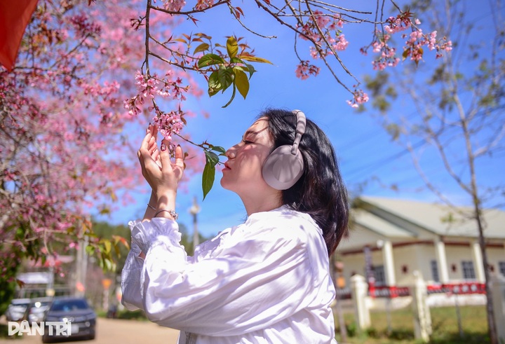 Cherry blossoms colour village on Dalat’s outskirts - 9