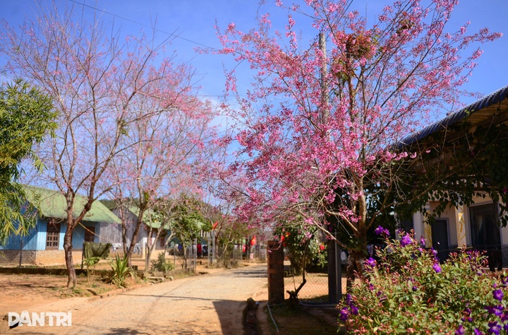 Cherry blossoms colour village on Dalat’s outskirts - 2