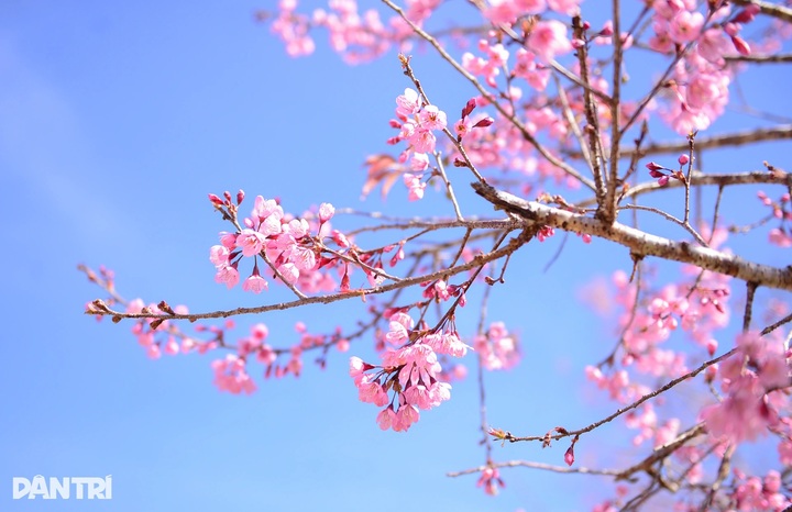 Cherry blossoms colour village on Dalat’s outskirts - 3