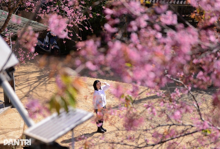 Cherry blossoms colour village on Dalat’s outskirts - 4