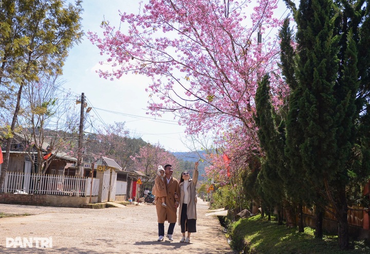 Cherry blossoms colour village on Dalat’s outskirts - 7