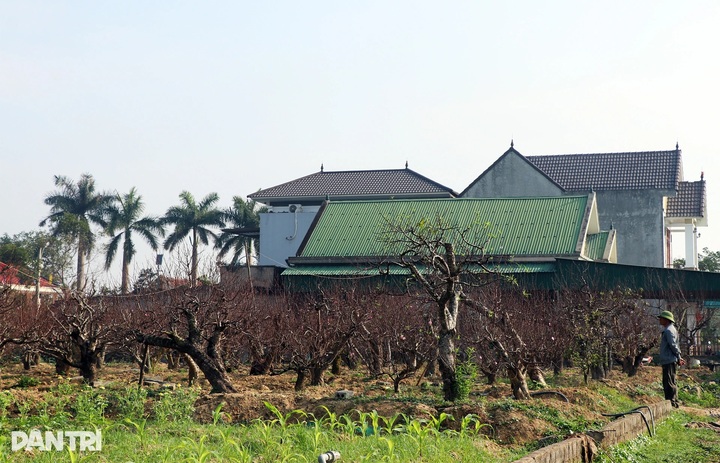 Peach tree rentals emerge as profitable Tet business - 1 Peach tree rentals emerge as profitable Tet business - 1