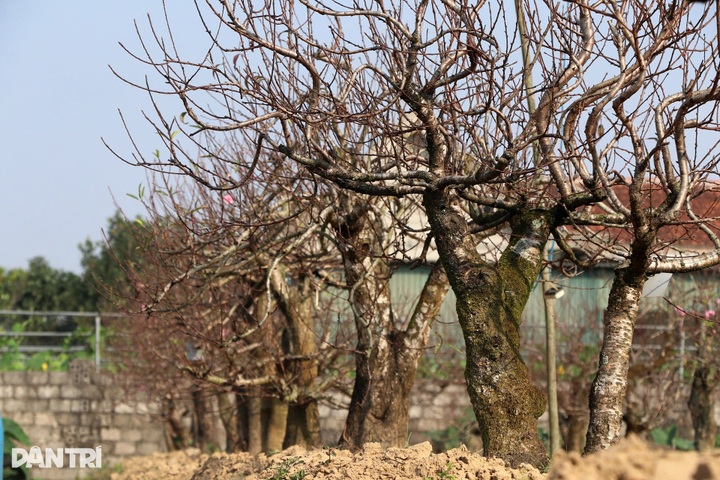 Peach tree rentals emerge as profitable Tet business - 3 Peach tree rentals emerge as profitable Tet business - 3