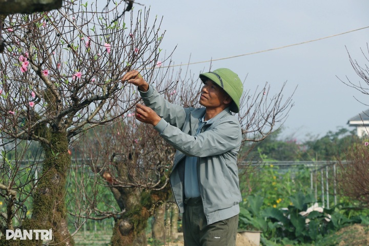 Peach tree rentals emerge as profitable Tet business - 6 Peach tree rentals emerge as profitable Tet business - 6