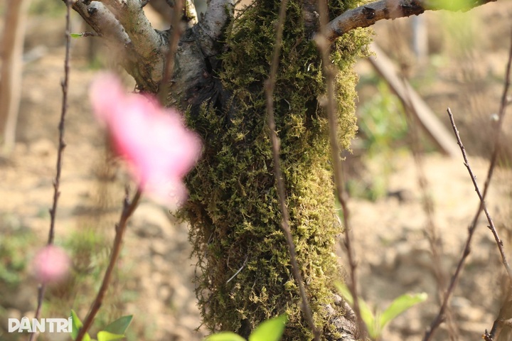 Peach tree rentals emerge as profitable Tet business - 7 Peach tree rentals emerge as profitable Tet business - 7