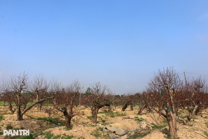 Peach tree rentals emerge as profitable Tet business - 10 Peach tree rentals emerge as profitable Tet business - 10