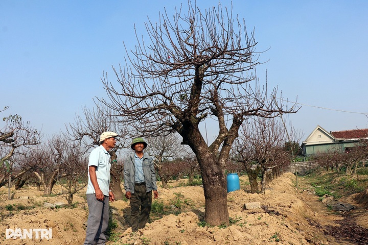 Peach tree rentals emerge as profitable Tet business - 8 Peach tree rentals emerge as profitable Tet business - 8