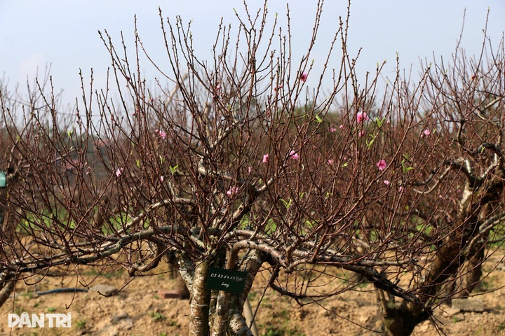 Peach tree rentals emerge as profitable Tet business - 9 Peach tree rentals emerge as profitable Tet business - 9