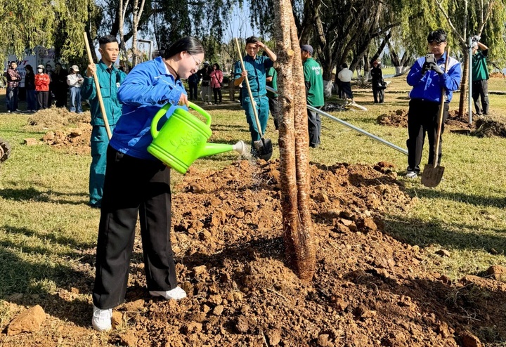 Hundreds of cherry blossom trees planted in central Dalat - 1