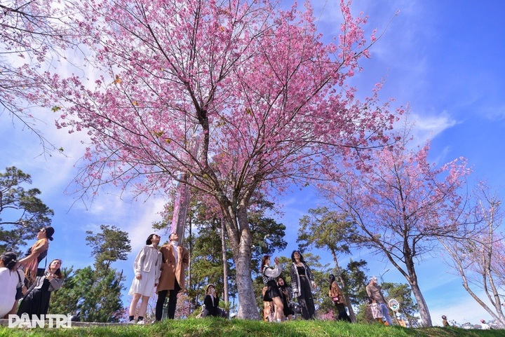 Hundreds of cherry blossom trees planted in central Dalat - 2