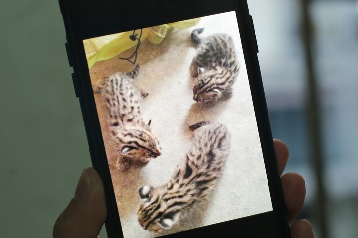 Rare wildcats found and rescued in Tay Ninh - 1 Rare wildcats found and rescued in Tay Ninh - 1