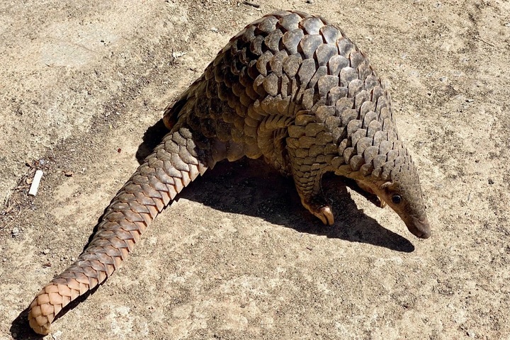 Rare pangolin wanders into home in Dak Lak - 1
