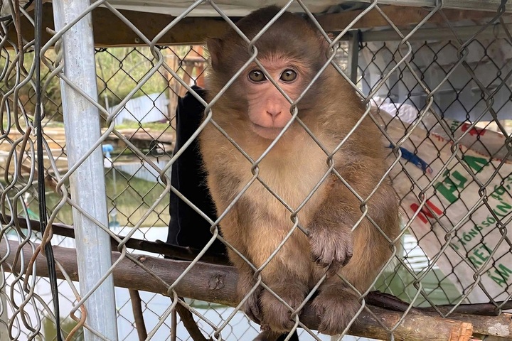 Phu Tho resident hands over rhesus macaque for release - 2