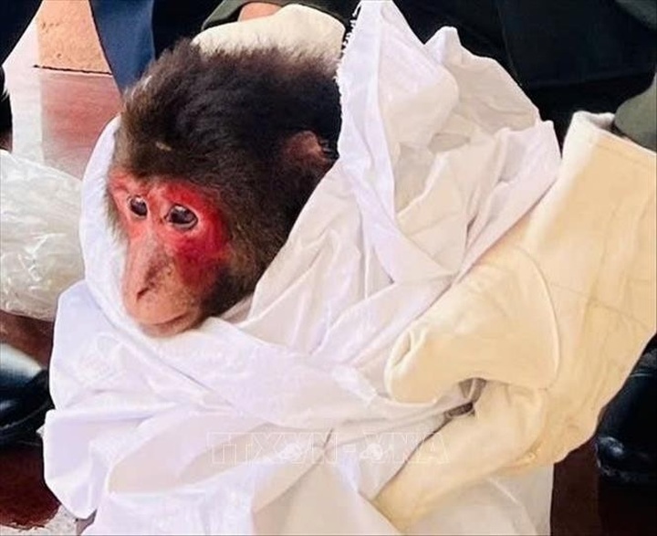 Quang Tri receives endangered stump-tailed macaque - 1