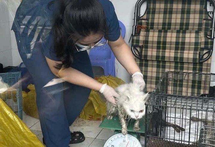 HCM City police seek owners of 32 pets rescued from dog and cat theft ring - 1