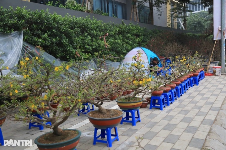Hanoi flower markets struggle with sluggish sales as Tet nears - 3
