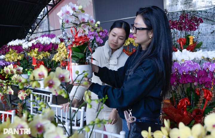 Dalat growers rush premium orchids to Tet market - 6
